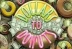 Dollars to Donuts (Rival Gaming)