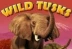 Wild Tusks (High 5 Games)