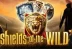 Shields of the Wild (NextGen Gaming)